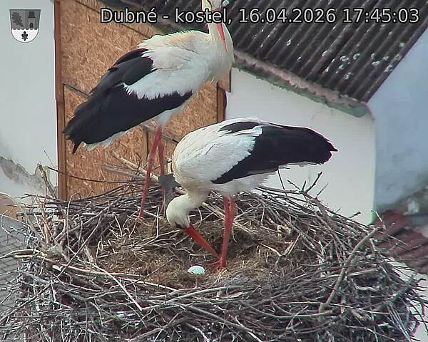 Capi_Dubne_20260416_174503.jpg (1350&nbsp;x&nbsp;1080)