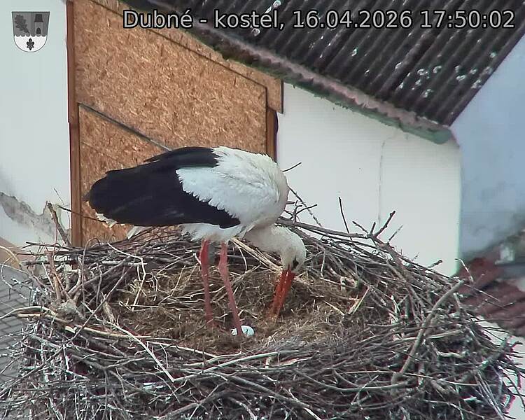 Capi_Dubne_20260416_175002.jpg (1350&nbsp;x&nbsp;1080)