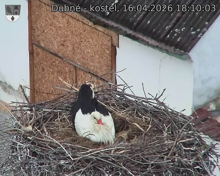 Capi_Dubne_20260416_181003.jpg (1350&nbsp;x&nbsp;1080)