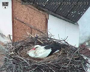 Capi_Dubne_20260416_200003.jpg (1350&nbsp;x&nbsp;1080)