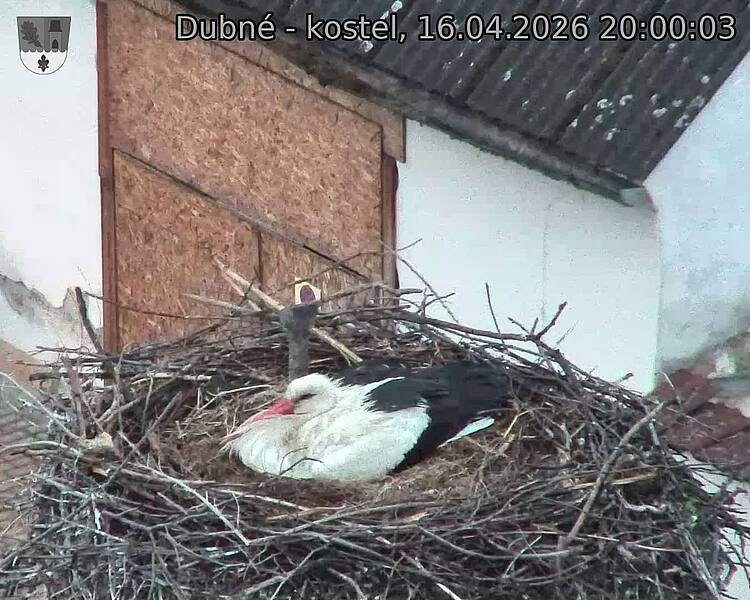 Capi_Dubne_20260416_200003.jpg (1350&nbsp;x&nbsp;1080)