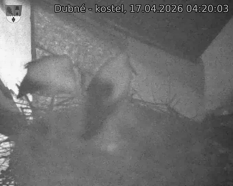 Capi_Dubne_20260417_042003.jpg (1350&nbsp;x&nbsp;1080)