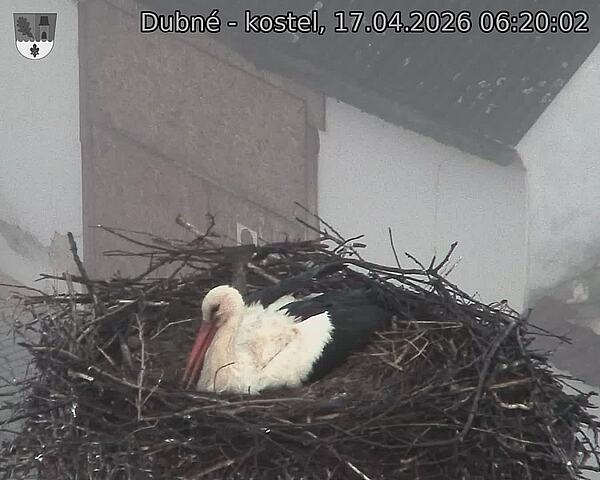 Capi_Dubne_20260417_062002.jpg (1350&nbsp;x&nbsp;1080)