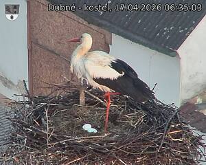 Capi_Dubne_20260417_063503.jpg (1350&nbsp;x&nbsp;1080)