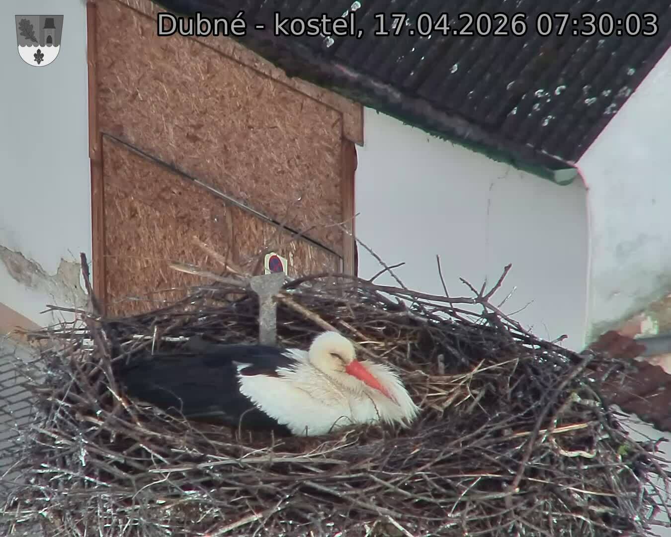 Capi_Dubne_20260417_073003.jpg (1350&nbsp;x&nbsp;1080)