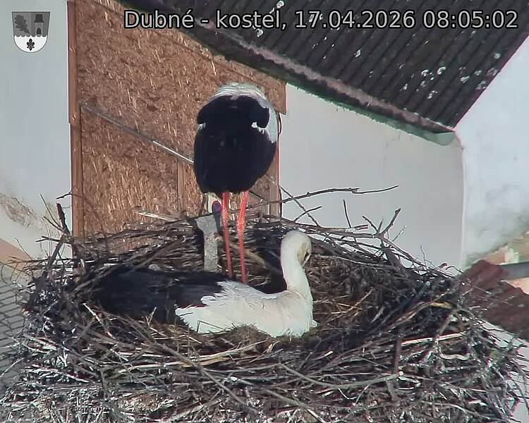 Capi_Dubne_20260417_080502.jpg (1350&nbsp;x&nbsp;1080)