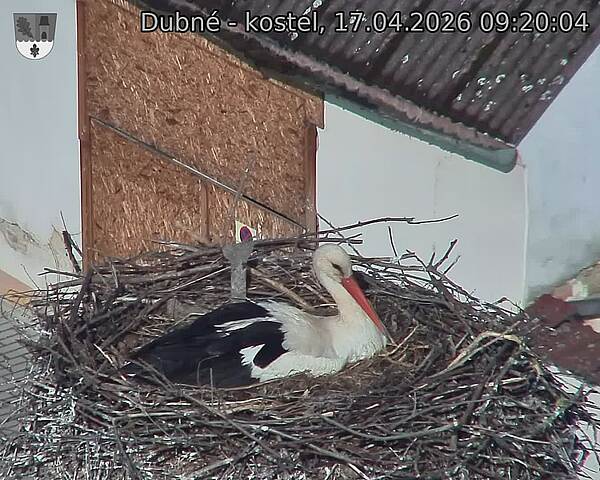 Capi_Dubne_20260417_092004.jpg (1350&nbsp;x&nbsp;1080)