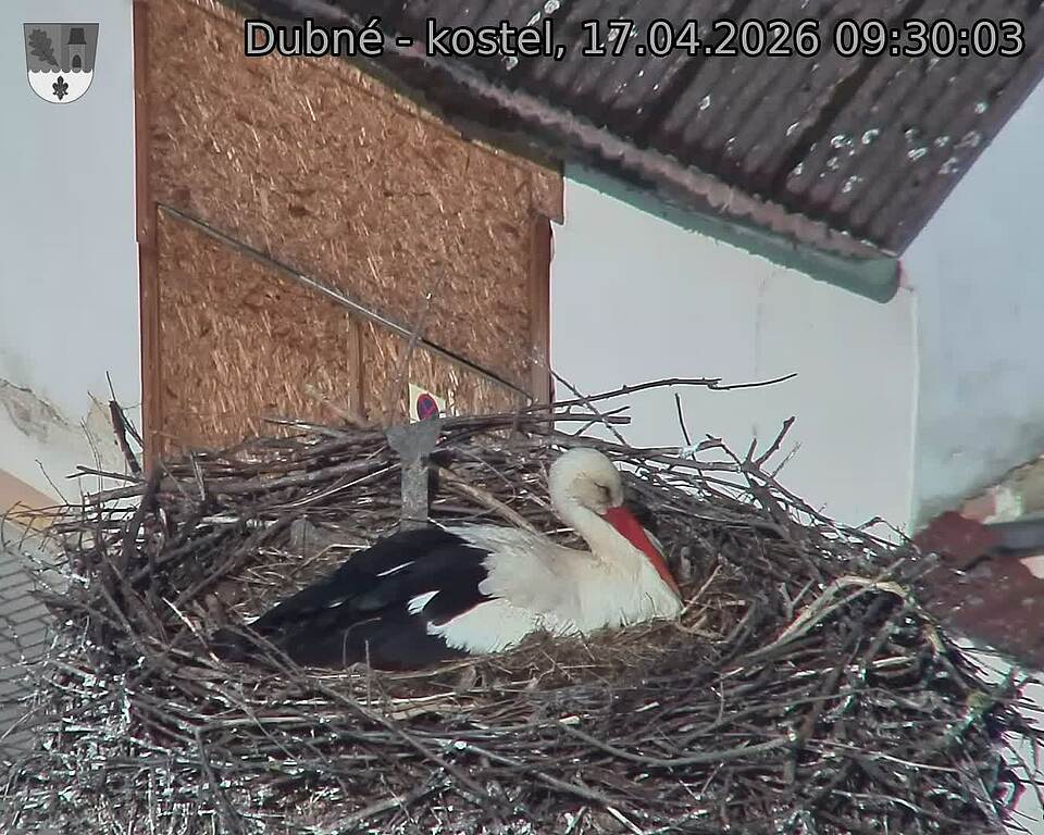 Capi_Dubne_20260417_093003.jpg (1350&nbsp;x&nbsp;1080)