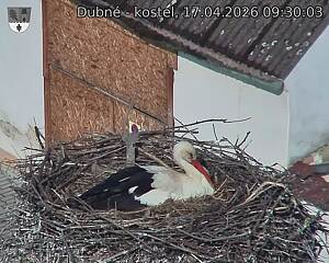 Capi_Dubne_20260417_093003.jpg (1350&nbsp;x&nbsp;1080)