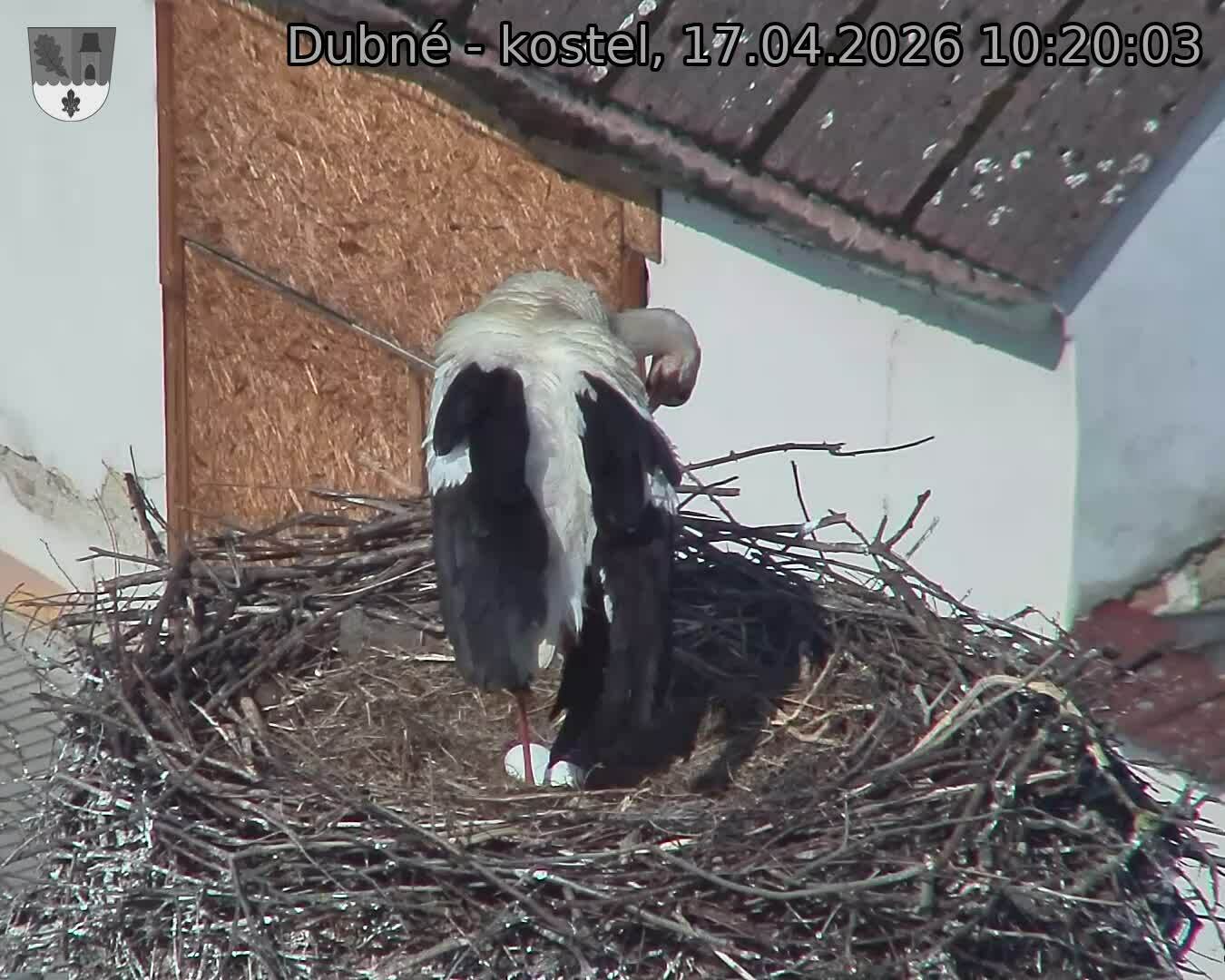 Capi_Dubne_20260417_102003.jpg (1350&nbsp;x&nbsp;1080)
