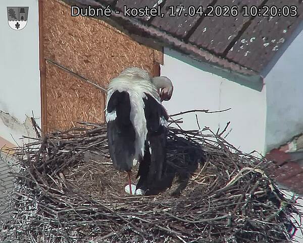 Capi_Dubne_20260417_102003.jpg (1350&nbsp;x&nbsp;1080)