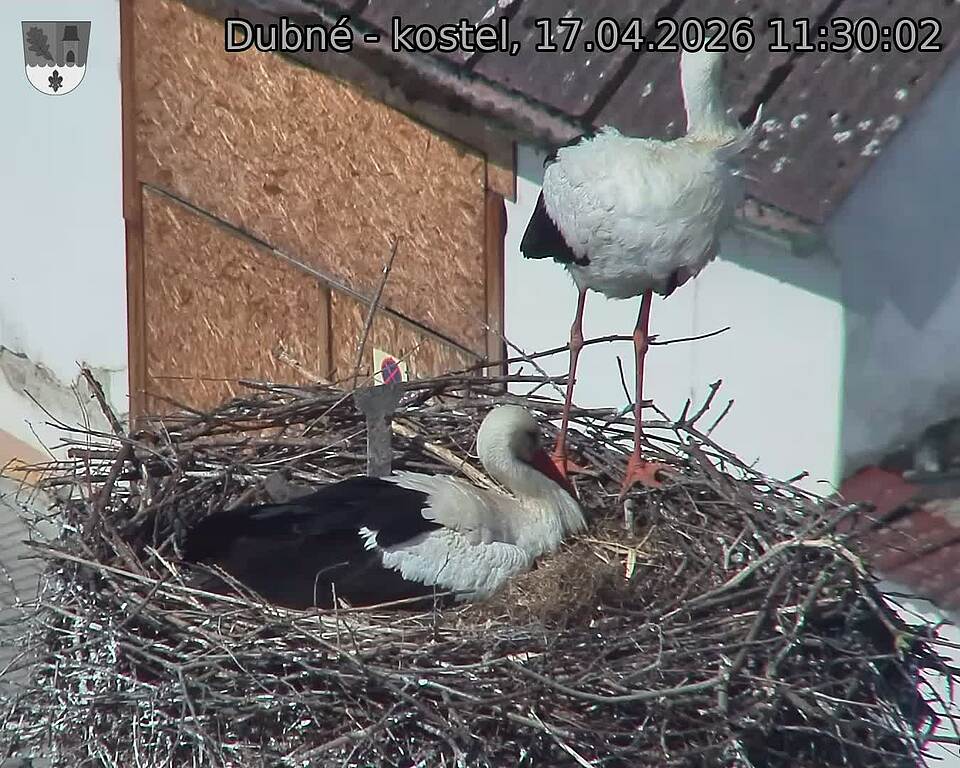 Capi_Dubne_20260417_113003.jpg (1350&nbsp;x&nbsp;1080)