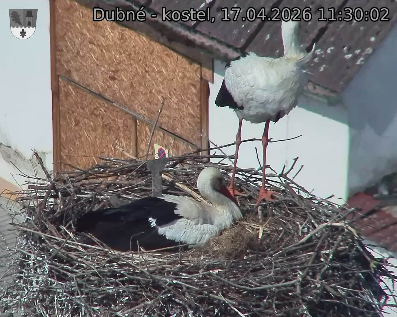 Capi_Dubne_20260417_113003.jpg (1350&nbsp;x&nbsp;1080)