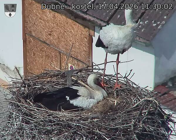 Capi_Dubne_20260417_113003.jpg (1350&nbsp;x&nbsp;1080)