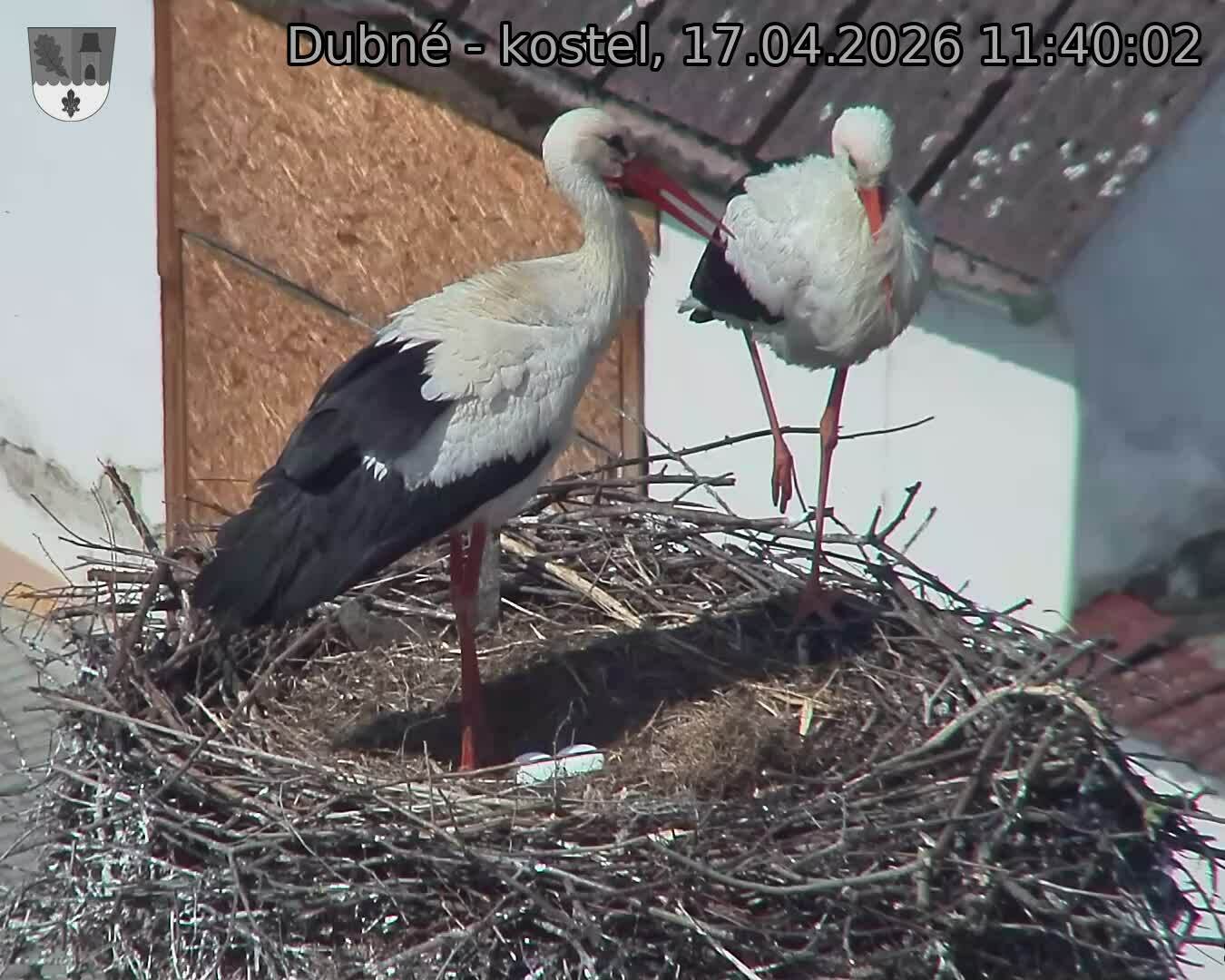 Capi_Dubne_20260417_114002.jpg (1350&nbsp;x&nbsp;1080)