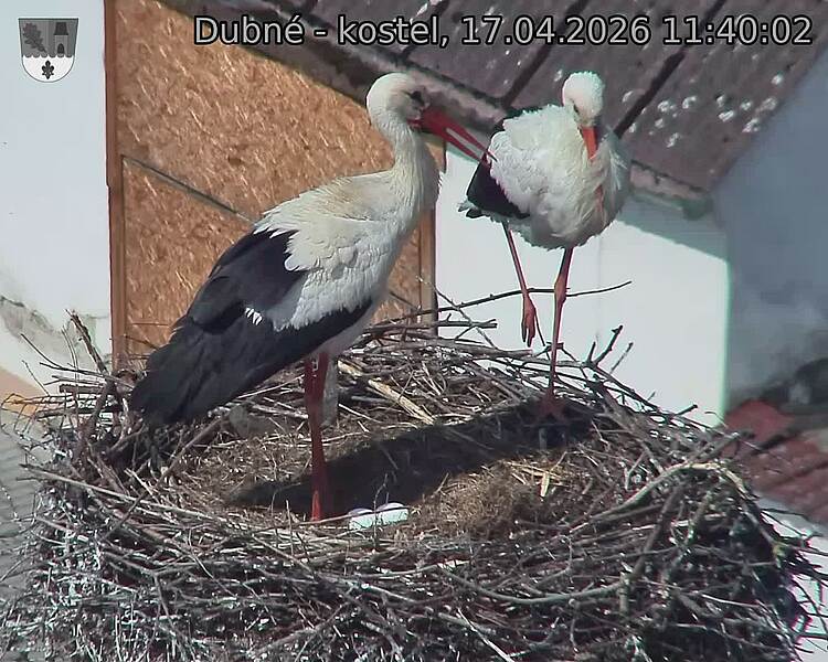 Capi_Dubne_20260417_114002.jpg (1350&nbsp;x&nbsp;1080)