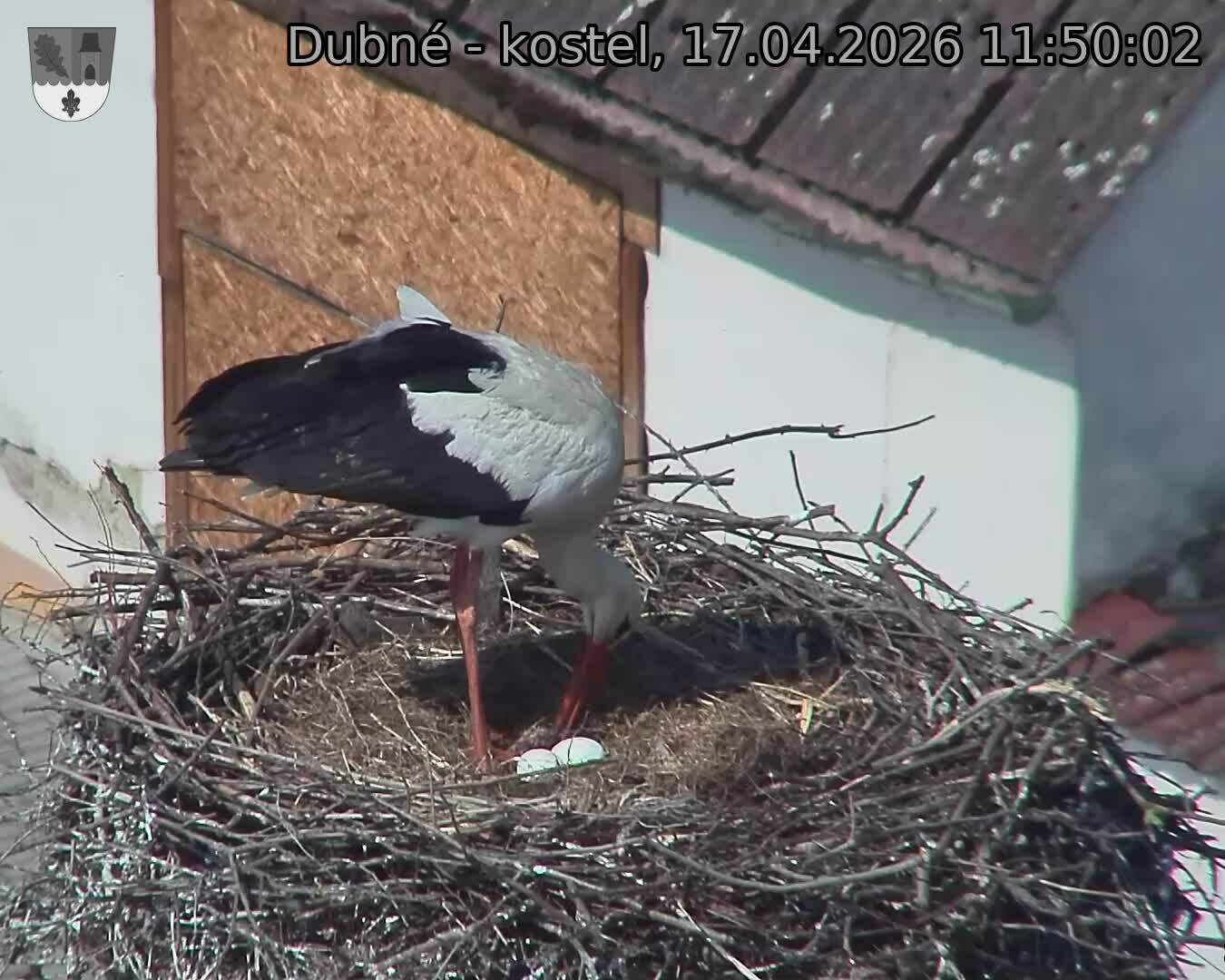 Capi_Dubne_20260417_115002.jpg (1350&nbsp;x&nbsp;1080)