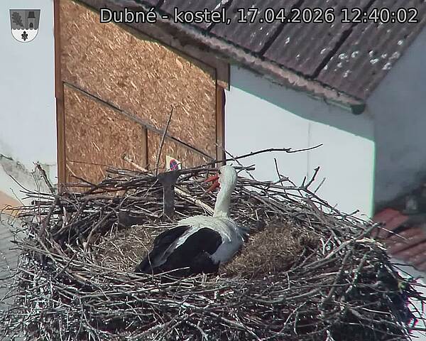 Capi_Dubne_20260417_124002.jpg (1350&nbsp;x&nbsp;1080)