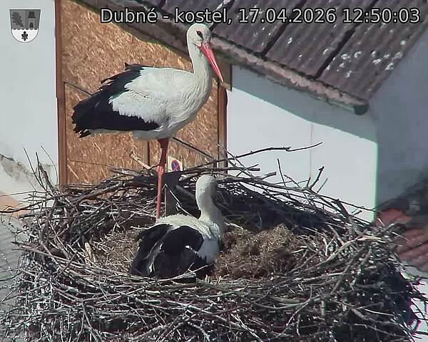 Capi_Dubne_20260417_125003.jpg (1350&nbsp;x&nbsp;1080)