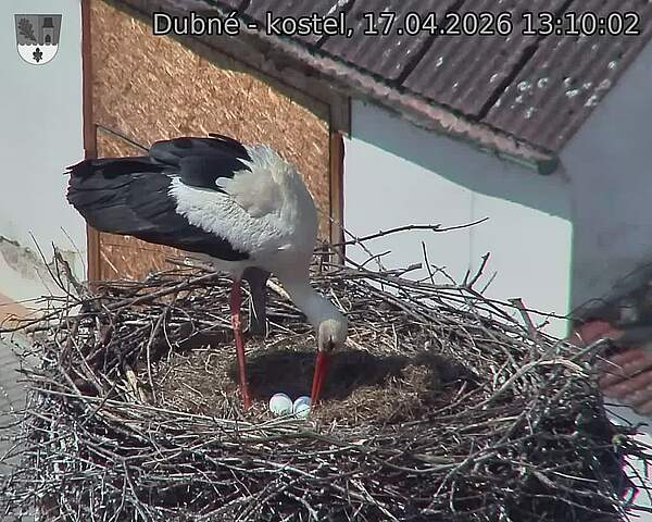 Capi_Dubne_20260417_131002.jpg (1350&nbsp;x&nbsp;1080)