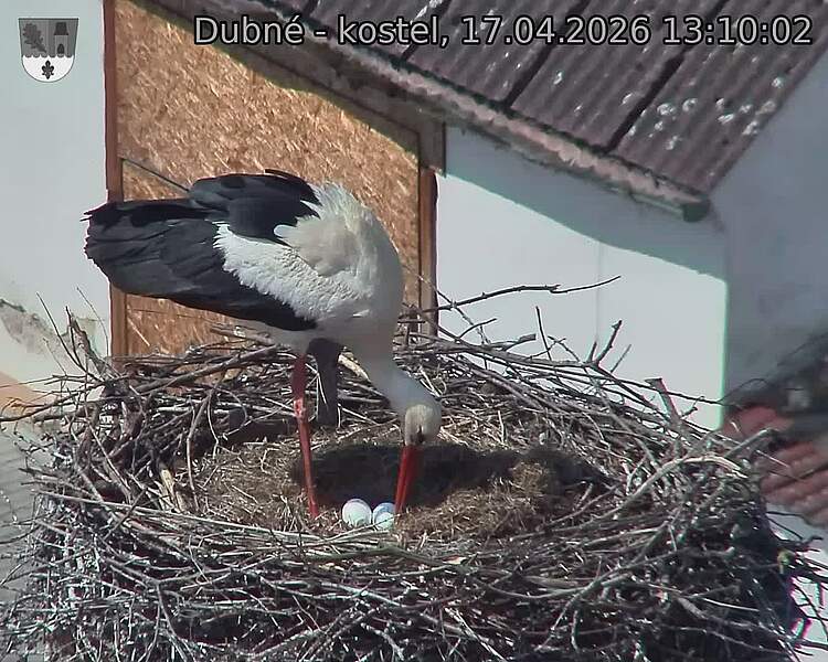 Capi_Dubne_20260417_131002.jpg (1350&nbsp;x&nbsp;1080)