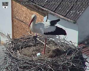 Capi_Dubne_20260417_134002.jpg (1350&nbsp;x&nbsp;1080)