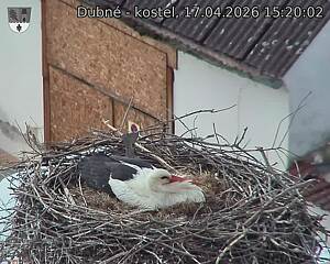 Capi_Dubne_20260417_152002.jpg (1350&nbsp;x&nbsp;1080)