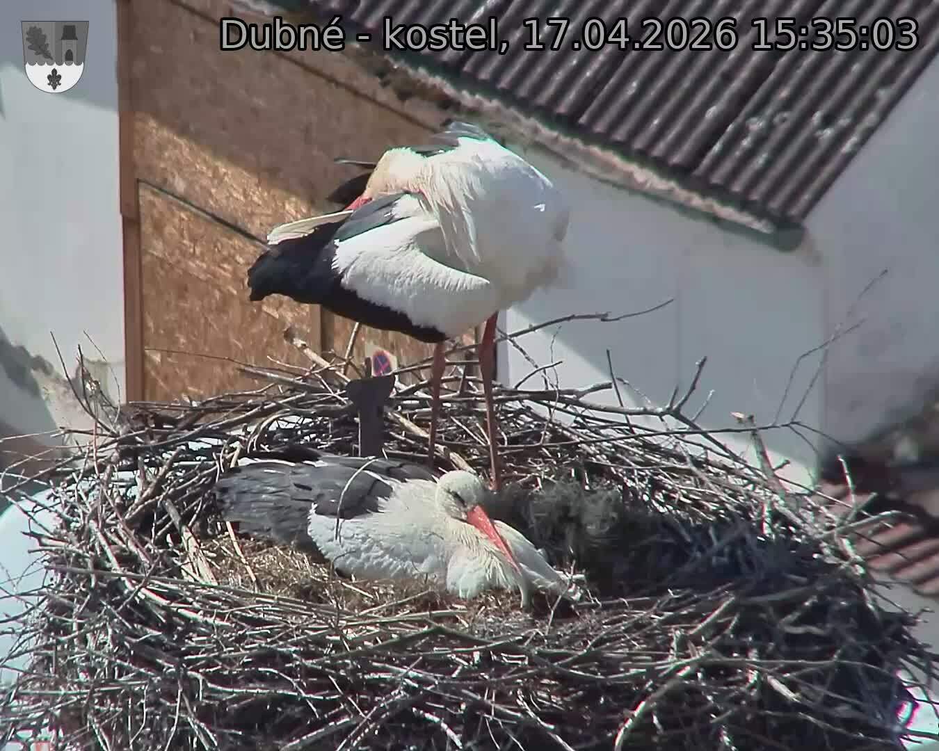 Capi_Dubne_20260417_153503.jpg (1350&nbsp;x&nbsp;1080)