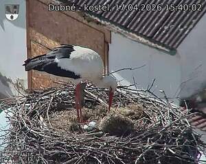 Capi_Dubne_20260417_154002.jpg (1350&nbsp;x&nbsp;1080)