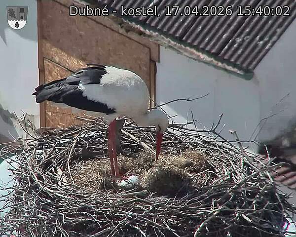 Capi_Dubne_20260417_154002.jpg (1350&nbsp;x&nbsp;1080)