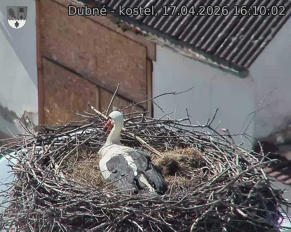 Capi_Dubne_20260417_161002.jpg (1350&nbsp;x&nbsp;1080)