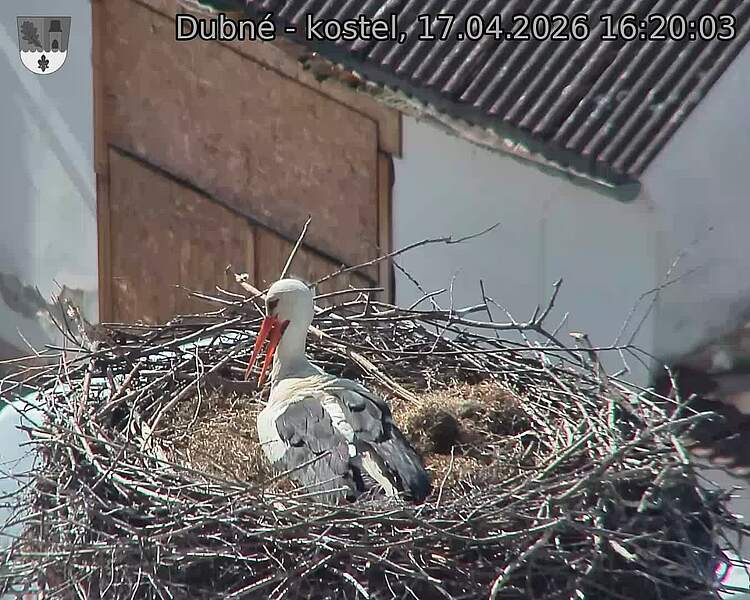 Capi_Dubne_20260417_162003.jpg (1350&nbsp;x&nbsp;1080)