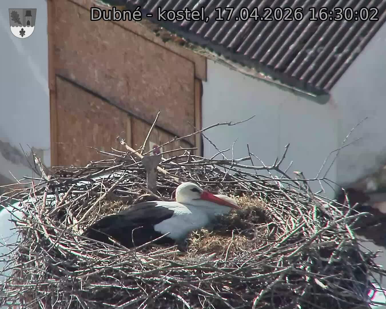 Capi_Dubne_20260417_163002.jpg (1350&nbsp;x&nbsp;1080)