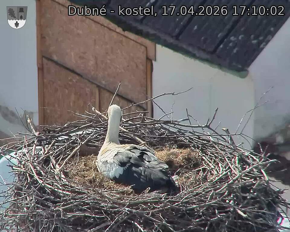 Capi_Dubne_20260417_171002.jpg (1350&nbsp;x&nbsp;1080)