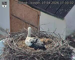 Capi_Dubne_20260417_171002.jpg (1350&nbsp;x&nbsp;1080)