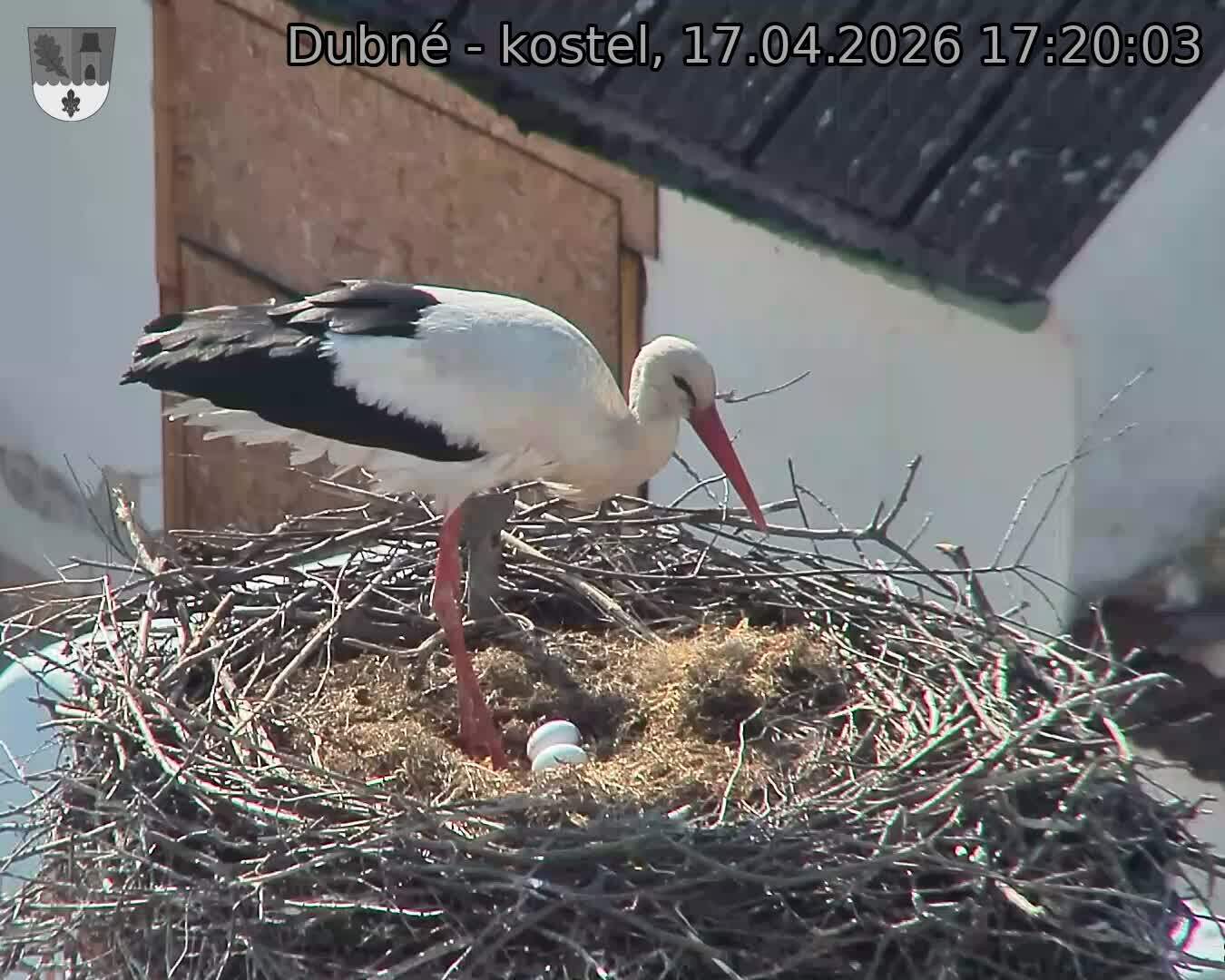 Capi_Dubne_20260417_172003.jpg (1350&nbsp;x&nbsp;1080)