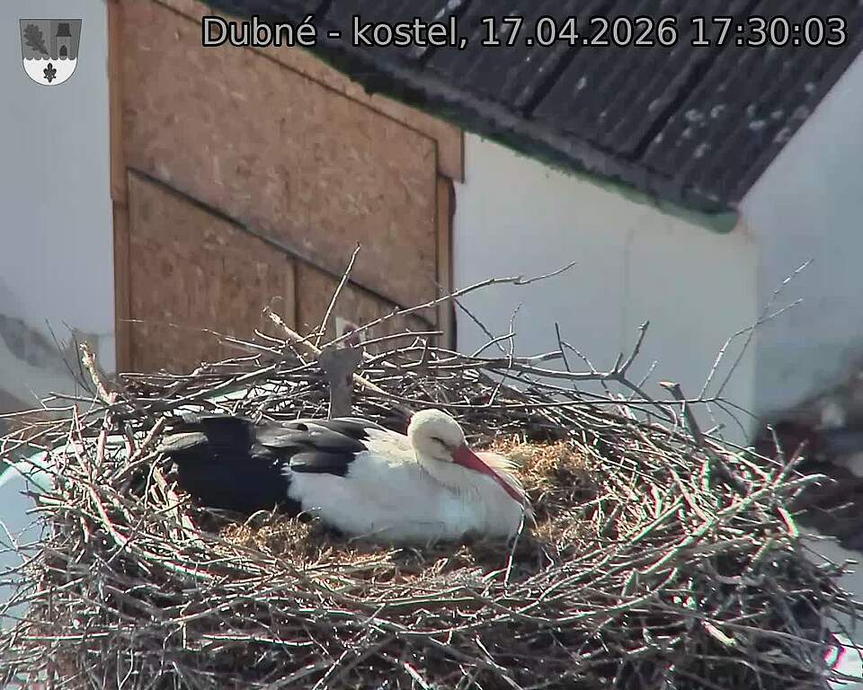 Capi_Dubne_20260417_173003.jpg (1350&nbsp;x&nbsp;1080)