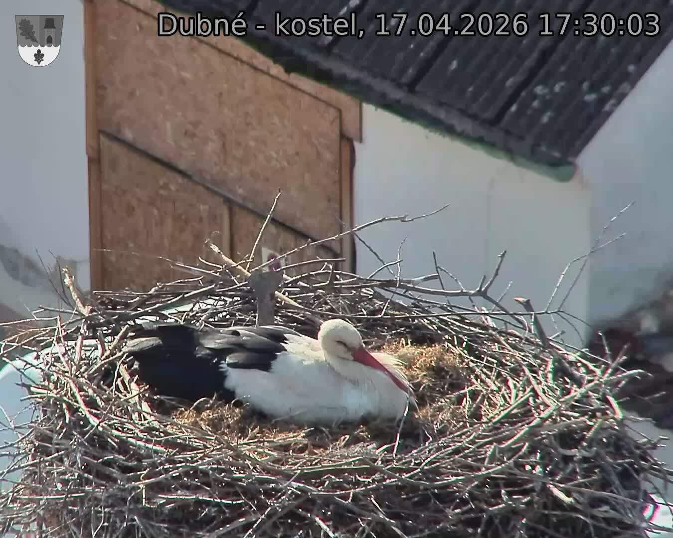 Capi_Dubne_20260417_173003.jpg (1350&nbsp;x&nbsp;1080)