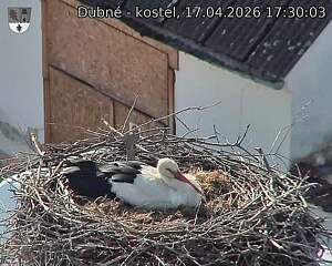 Capi_Dubne_20260417_173003.jpg (1350&nbsp;x&nbsp;1080)