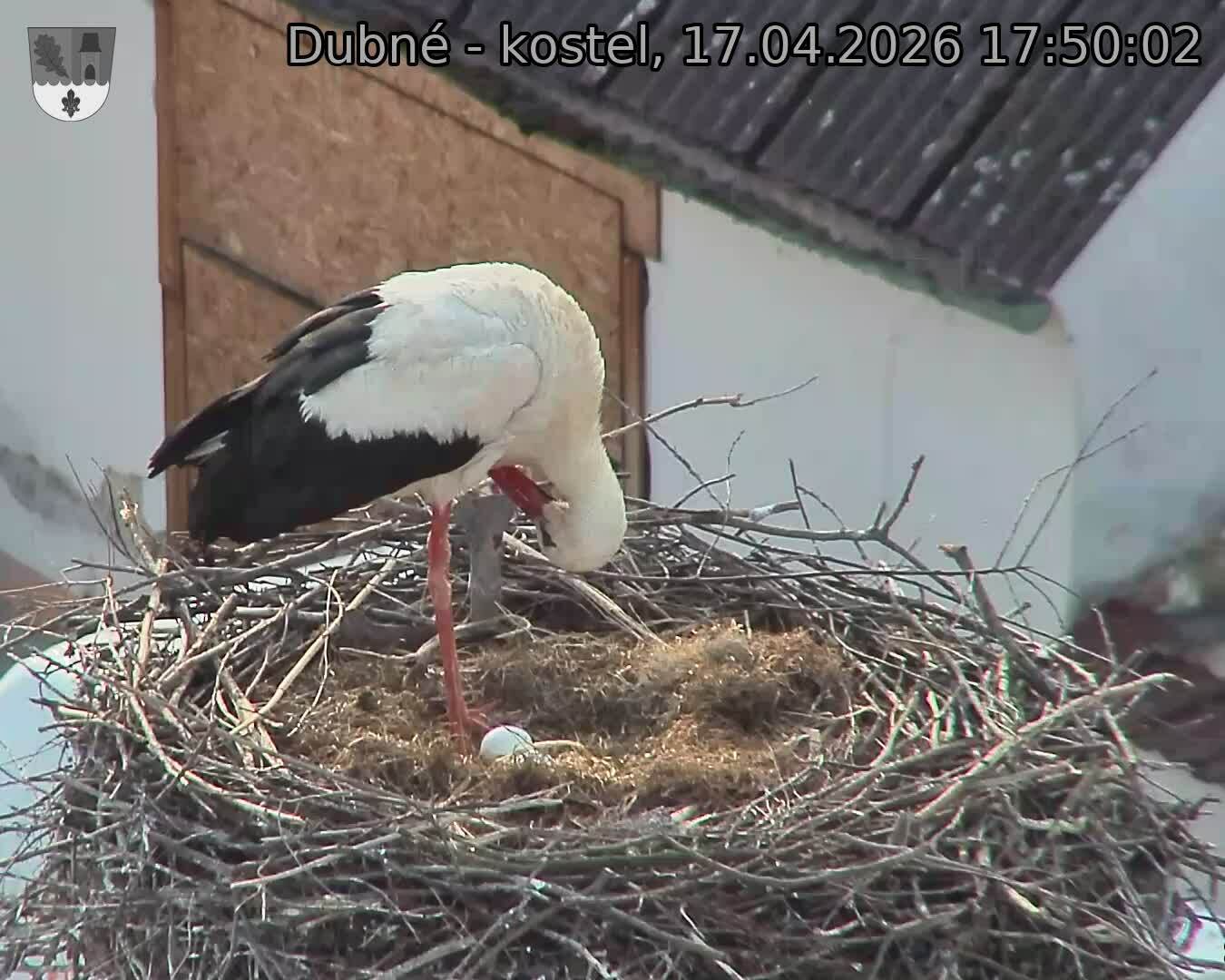 Capi_Dubne_20260417_175002.jpg (1350&nbsp;x&nbsp;1080)