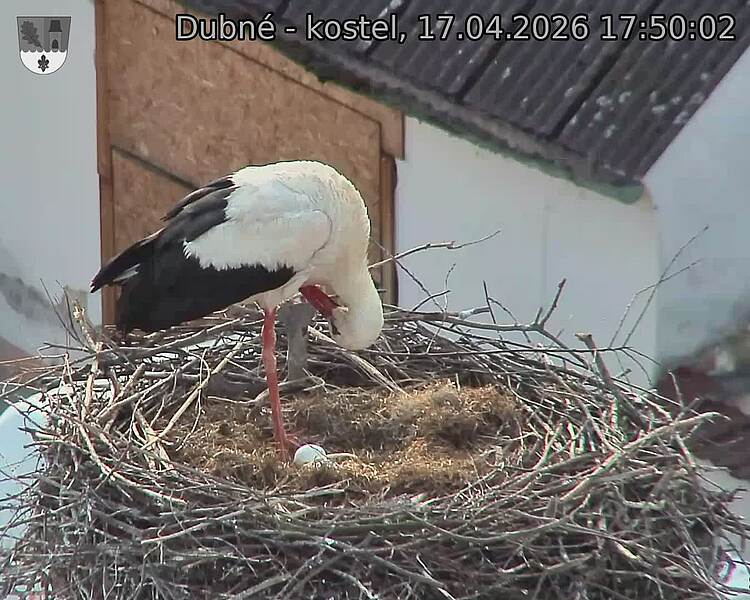 Capi_Dubne_20260417_175002.jpg (1350&nbsp;x&nbsp;1080)