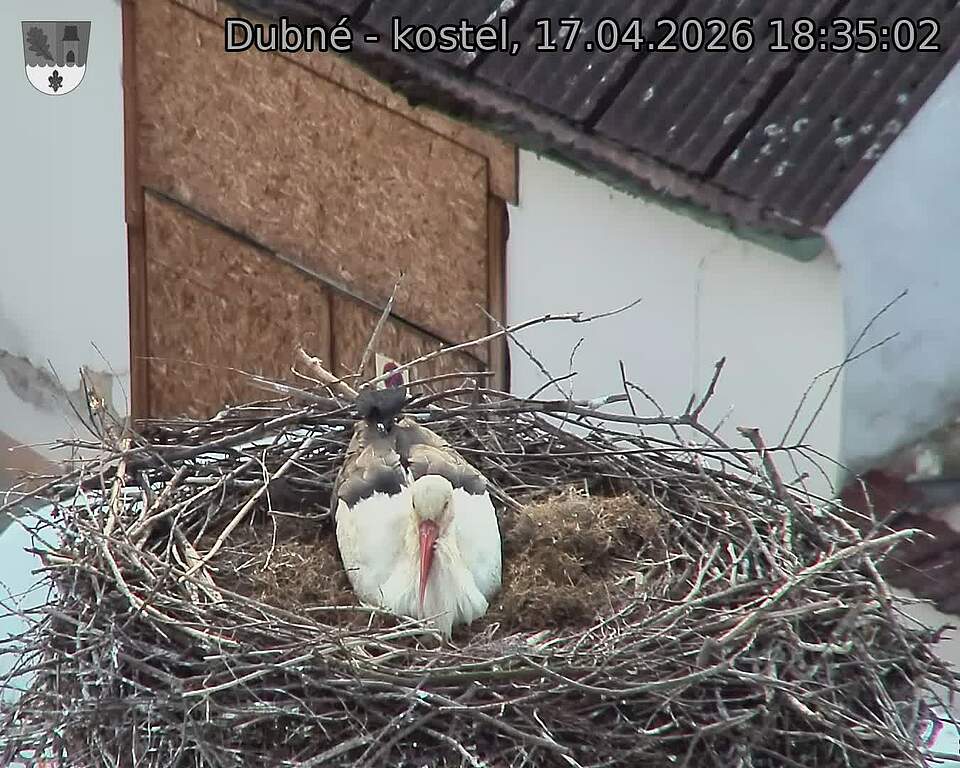 Capi_Dubne_20260417_183502.jpg (1350&nbsp;x&nbsp;1080)