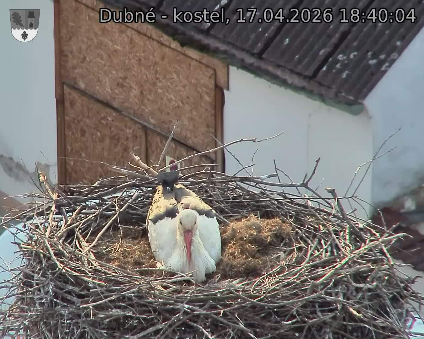 Capi_Dubne_20260417_184004.jpg (1350&nbsp;x&nbsp;1080)