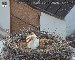 Capi_Dubne_20260417_184503.jpg (1350&nbsp;x&nbsp;1080)