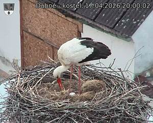 Capi_Dubne_20260417_200002.jpg (1350&nbsp;x&nbsp;1080)