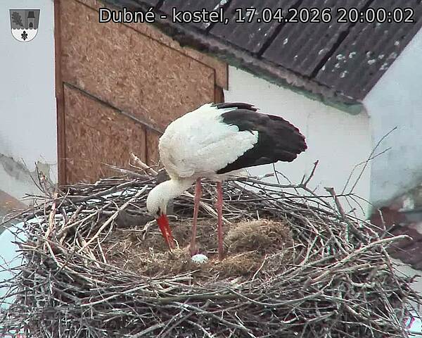 Capi_Dubne_20260417_200002.jpg (1350&nbsp;x&nbsp;1080)