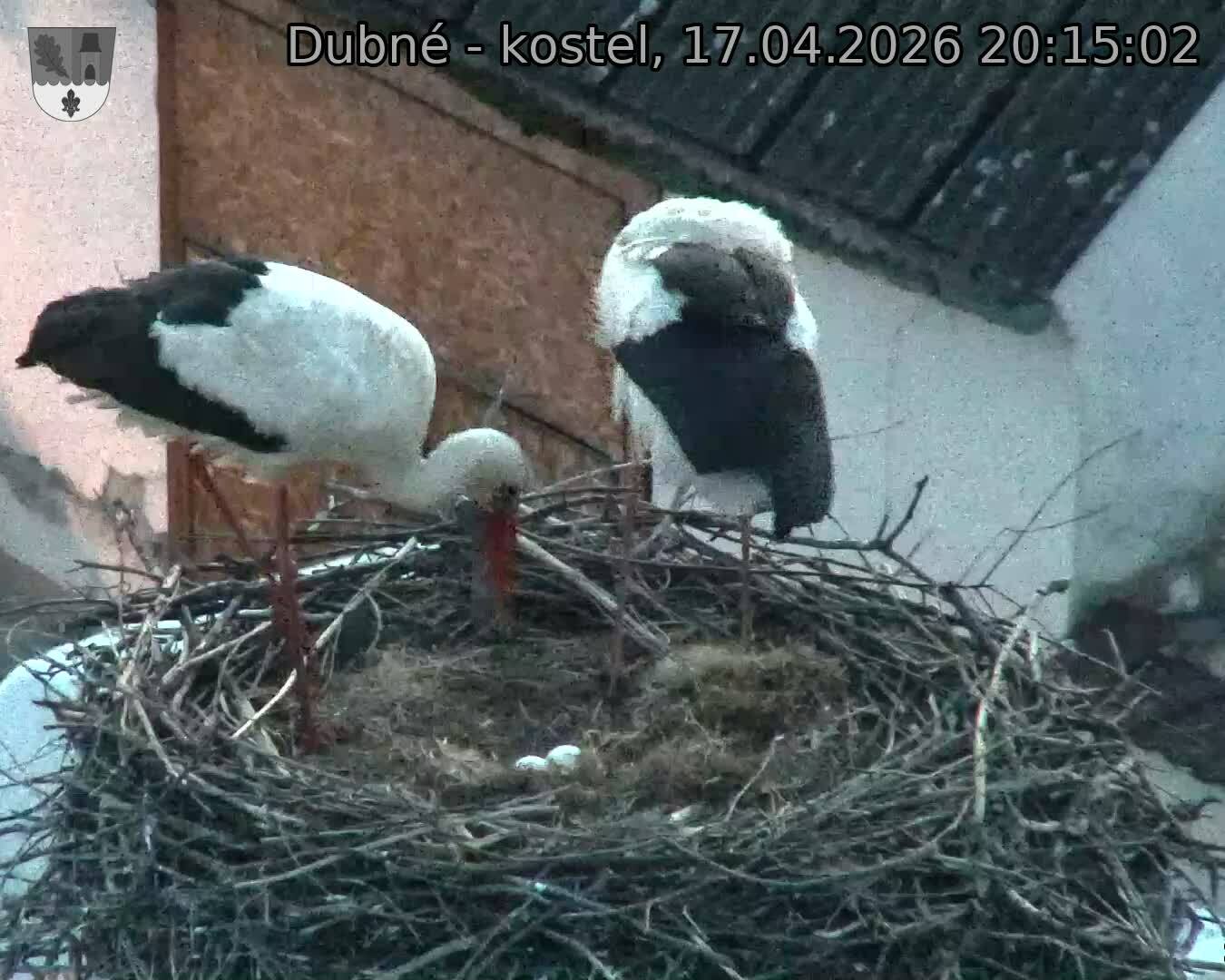 Capi_Dubne_20260417_201502.jpg (1350&nbsp;x&nbsp;1080)