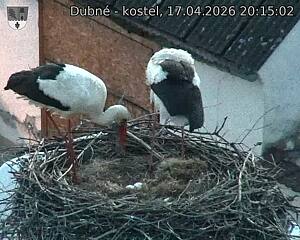 Capi_Dubne_20260417_201502.jpg (1350&nbsp;x&nbsp;1080)