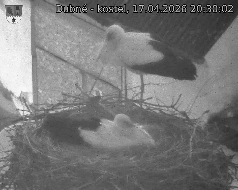 Capi_Dubne_20260417_203002.jpg (1350&nbsp;x&nbsp;1080)