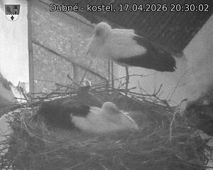 Capi_Dubne_20260417_203002.jpg (1350&nbsp;x&nbsp;1080)